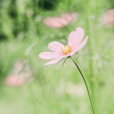 湖南耒阳：万亩油菜花田里“赶大集”