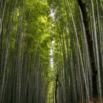 湖南娄底：云雾缭绕 展现多彩乡村画卷